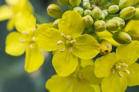 Rapeseed Spring Yellow - Free photo on Pixabay - Pixabay