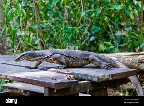 19 04 07 Sabang Palawan Philippines Monitor Lizard Near Entrance To The