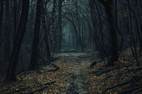 Spooky forest woodland outdoors spooky. | Premium Photo - rawpixel