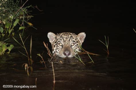 Why endangered species need conservation champions | Focusing on Wildlife