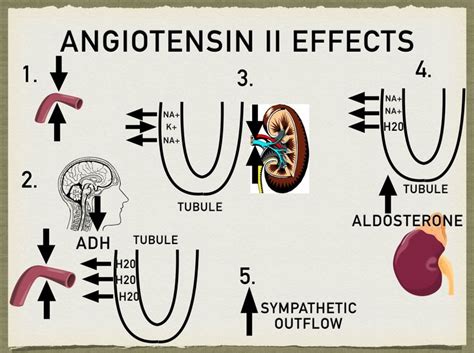 The Renin Angiotensin Aldosterone System Pathway Steps Function