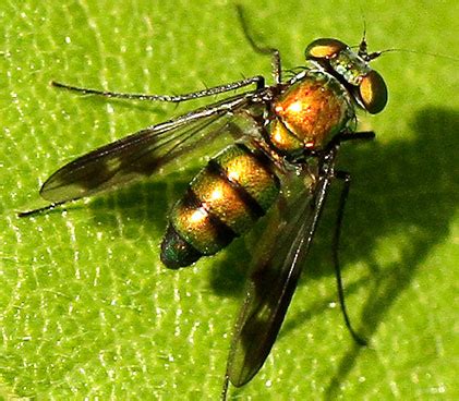 Which Long Legged Fly Condylostylus Patibulatus BugGuide Net