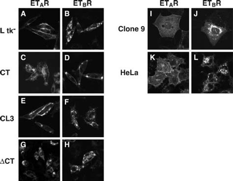 Subcellular localization of ET A R-EGFP, ET B R-EGFP, and their ... 