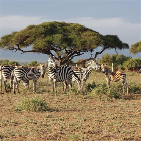 Adventure Vacation East Africa (Nairobi, Kenya): Hours, Address ...