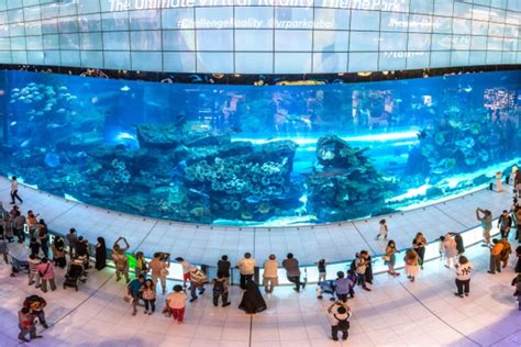 Book Dubai Aquarium Tickets Dive Into Underwater Marvels