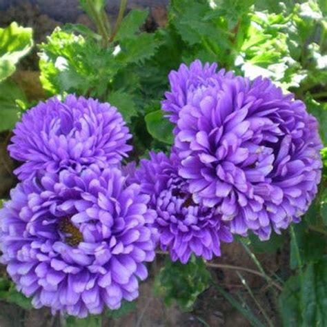 Deep Blue Aster Flower | Best Flower Site