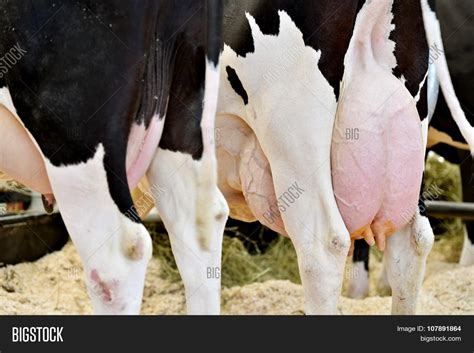 Holstein Cow Udder Image & Photo (Free Trial) | Bigstock