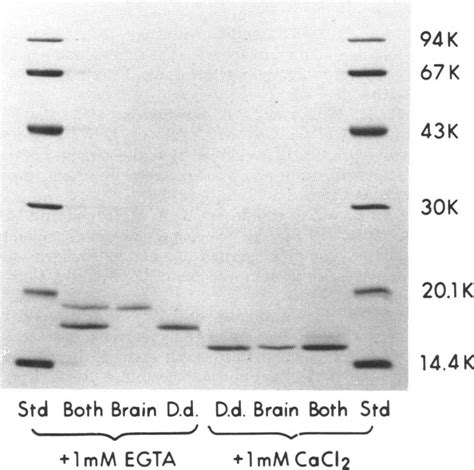 SDS Gel Electrophoresis Of D D And Brain Calmodulin In The Absence