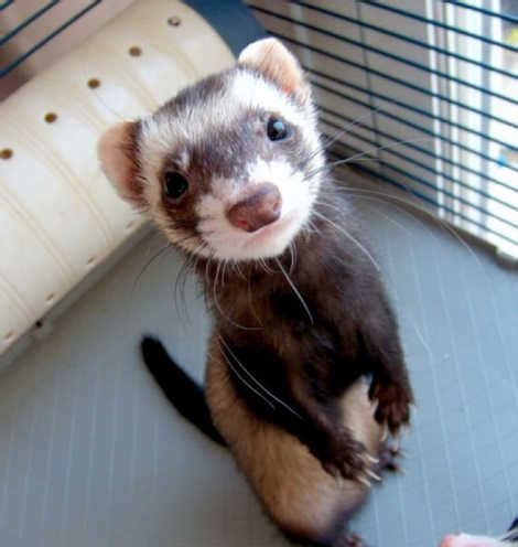 Хорек - Охота и рыбалка