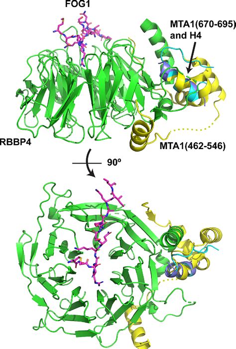 Figure 1 From The Methyl Cpg Binding Domain 2 And 3 Proteins And Formation Of The Nucleosome