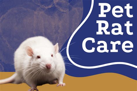 Pet Rat Care: Comprehensive Tips for Your Lovable Fur Face