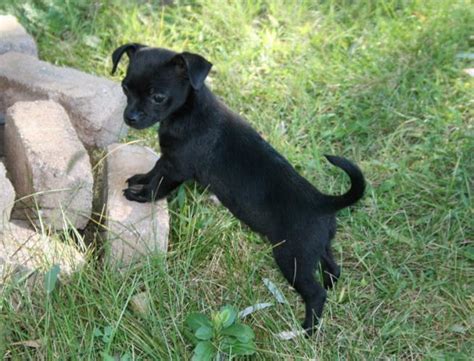 Cute Puppy Dogs: black chihuahua puppies