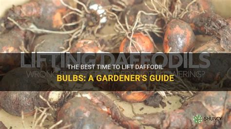 The Best Time To Lift Daffodil Bulbs A Gardeners Guide Shuncy