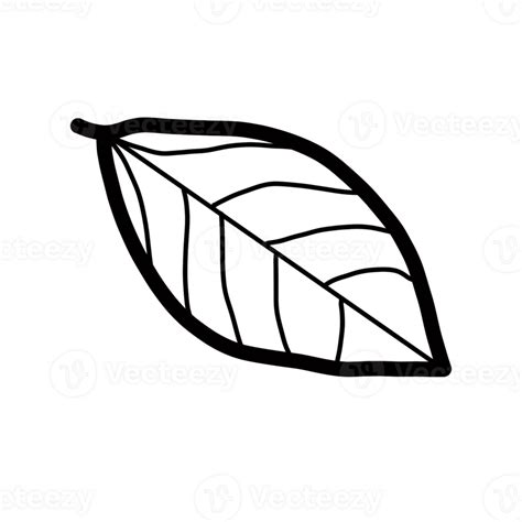 Bay Leaf Hand Drawn Organic Line Doodle 34914692 PNG