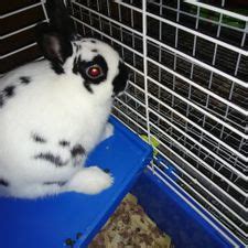 How To Determine The Sex Of A Rabbit 10 Steps With Pictures
