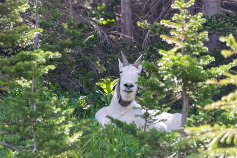 Adorable Mountain Goat with Horns in between Green Trees in a Park Stock Photo - Image of ...