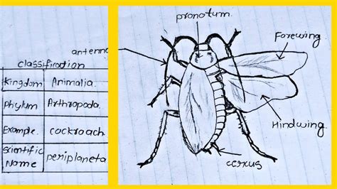 Classification of animals, Phylum : Arthropod | Cockroach labelled ...