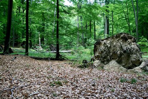 Rezerwat Las Murckowski L Skie Informacja Turystyczna