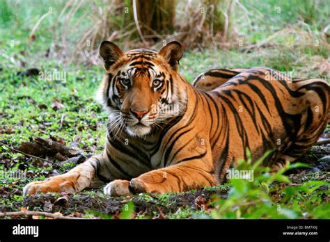 The Royal Bengal Tiger Panthera Tigris Tigris Bandhavgarh National Park Madhya Pradesh