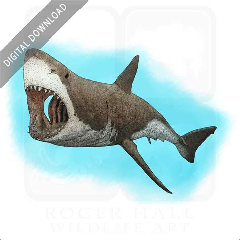 Stock Art Drawing of a Great White Shark - inkart