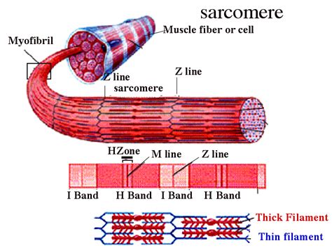 Sarcomere Diagram Labeled