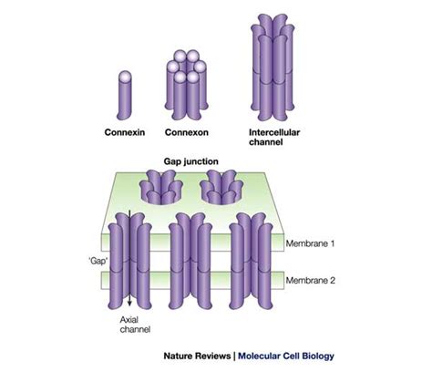 Gap Junction Connexin
