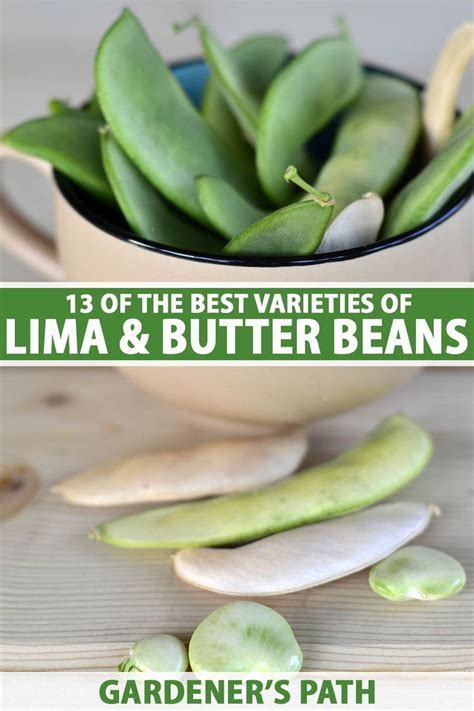 Of The Best Lima And Butter Bean Cultivars Gardeners Path Bean