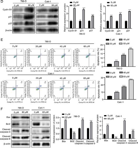 Figure From Fisetin Enhances Cisplatin Sensitivity In Renal Cell