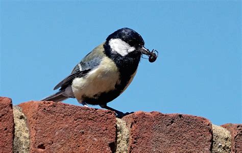 Bird Eating Spider Size - Valentine