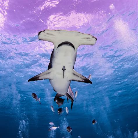 Forgotten Isle - Lux Marine Safari by Scubaspa ZEN Indonesia