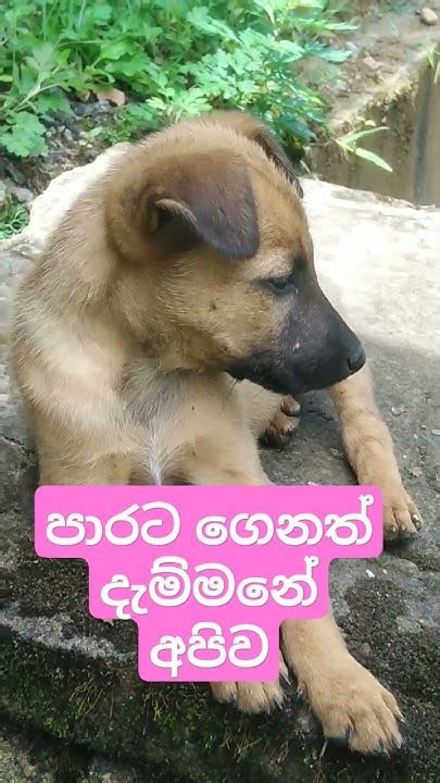 අපිව පාරට දැම්මානේ 😪😪trending Viral Animals Shorts Youtube