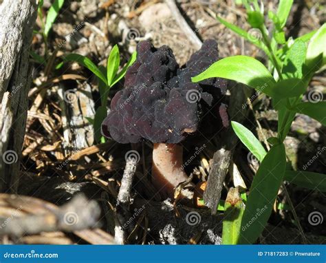 False Morel Gyromitra Esculenta Stock Image Image Of Fungus Wild