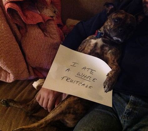 Roscoes Regret Dogshaming