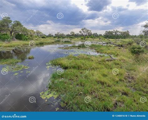 Safari Theme Marshy Landscape In River Botswana Stock Photo Image