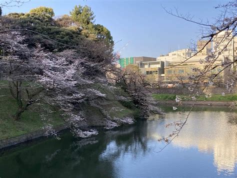 桜の開花状況東京0404｜志和二郎