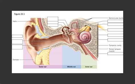 Anatomy Of The Ear Part Diagram Quizlet