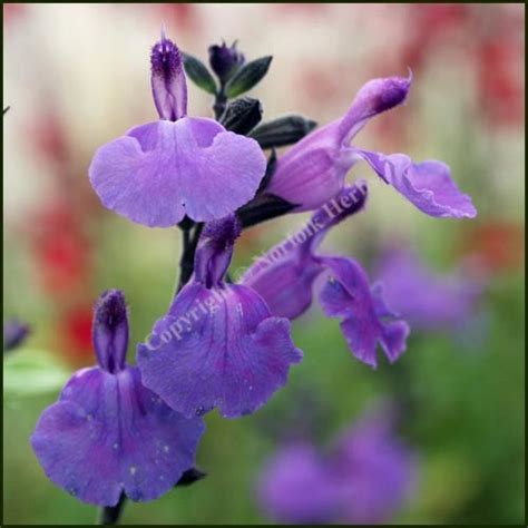 Buy Salvia Lavender Dilly Dilly plants online from Norfolk Herbs