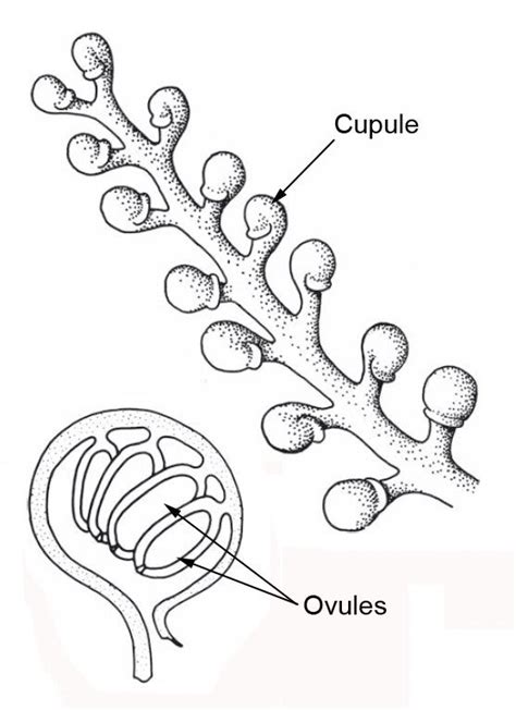 Spermatophytes mésozoïques Spermatophytes Diversité et