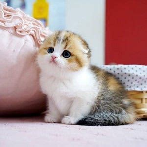 munchkin cat for sale - Munchkincatus - Medium