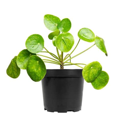 Perfect Plants Pilea Peperomioides Chinese Money Plant In In Grower