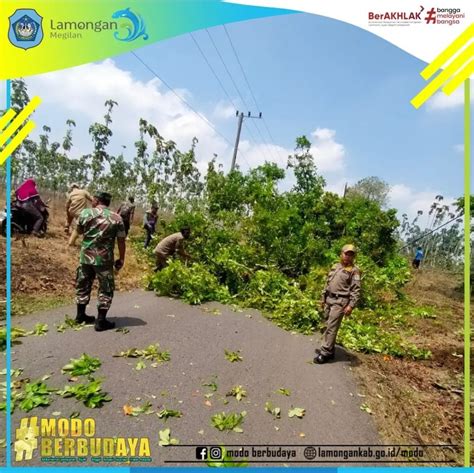 Giat Penebangan Pohon Di Tepi Jalan Raya Modo Bluluk Di Lahan