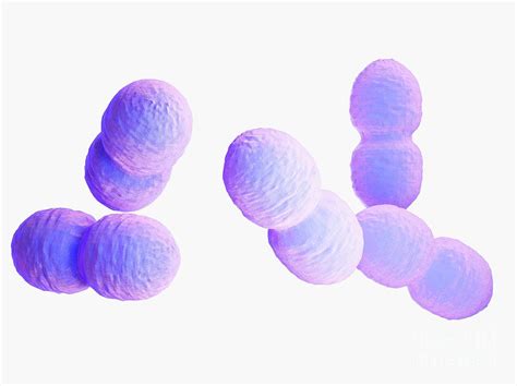 Enterococcus Bacteria Photograph By Sebastian Kaulitzkiscience Photo