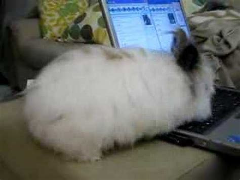 Bunny Typing Youtube