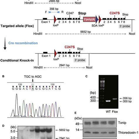 The Cre Loxp Recombination Strategy For Conditional Download