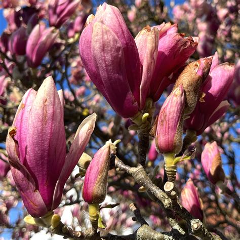 Magnolienblüten: Braune Knospen und Blüten an Magnolie – Baumpflegeportal