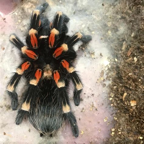 tarantula daily on Instagram: “💘 Brachypelma auratum adult female post ...