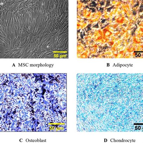 Morphology And Differentiation Potential Of Mscs A Mscs In Passage 3