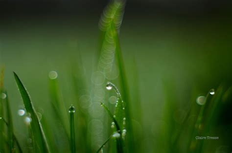 Wallpaper Sunlight Water Nature Green Yellow Dew Leaf Flower