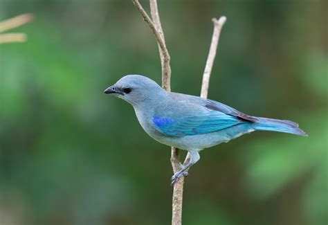 Foto Sanha O De Encontro Azul Thraupis Cyanoptera Por Harisson Luiz