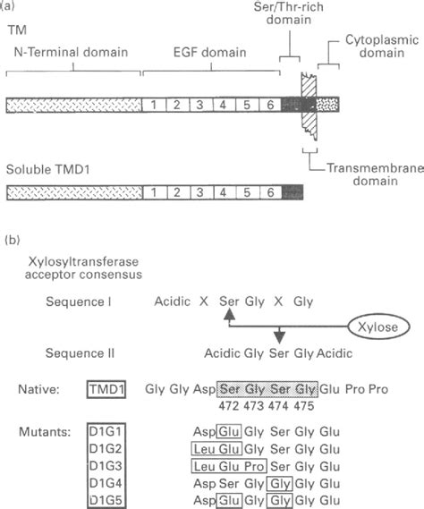 Figure From Identification Of The Predominant Glycosaminoglycan